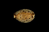 藏品(山貓寶螺)的圖片